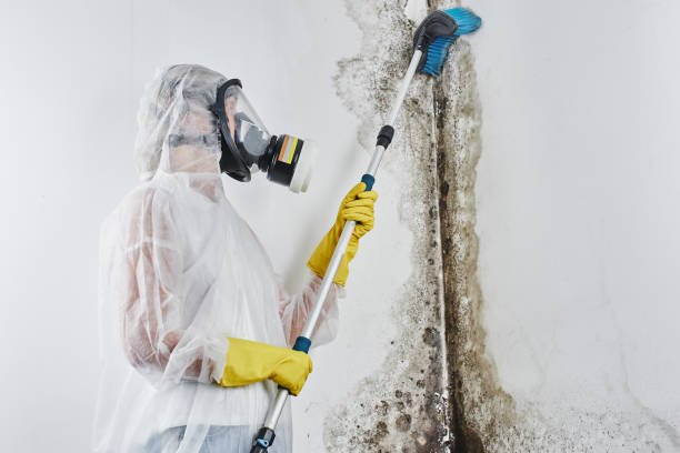 Best Affordable Mold Removal  in Navajo, NM