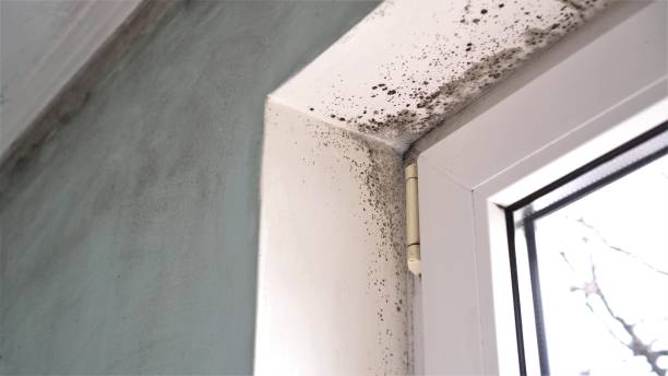 Best Mold Removal Specialists  in Navajo, NM