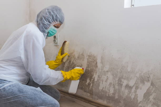 Best Residential Mold Removal  in Navajo, NM