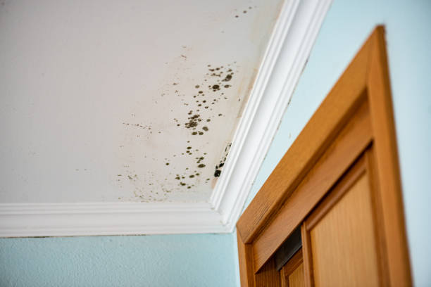 Best Commercial Mold Removal  in Navajo, NM