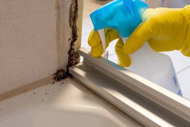 Best Local Mold Removal Service  in Navajo, NM