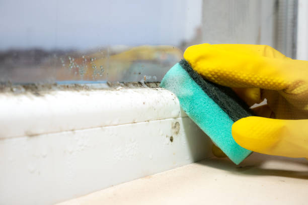 Mold Testing and Removal in Navajo, NM
