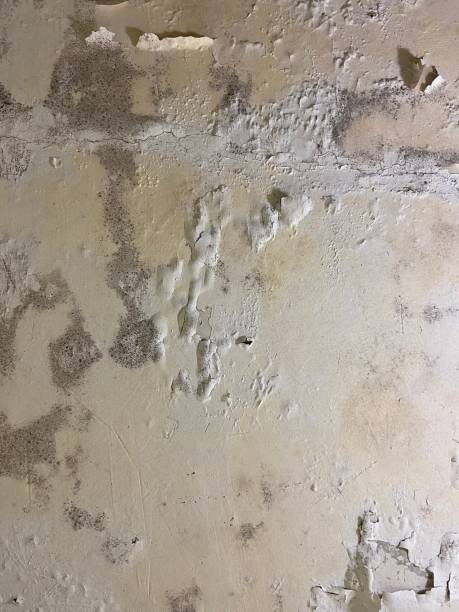 Best Black Mold Removal  in Navajo, NM