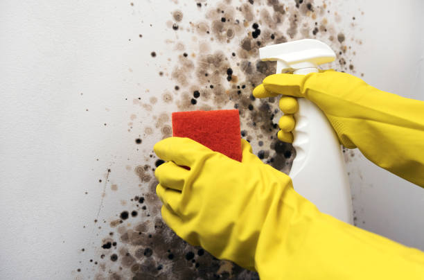 Best Mold Removal Company Near Me  in Navajo, NM