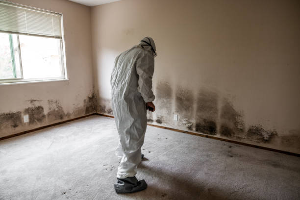Best Mold Remediation  in Navajo, NM