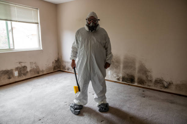 Trusted Navajo, NM Mold Removal Experts