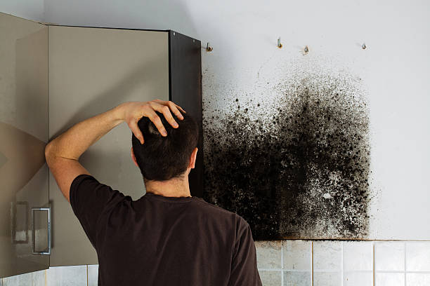 Best Office Mold Removal Services  in Navajo, NM