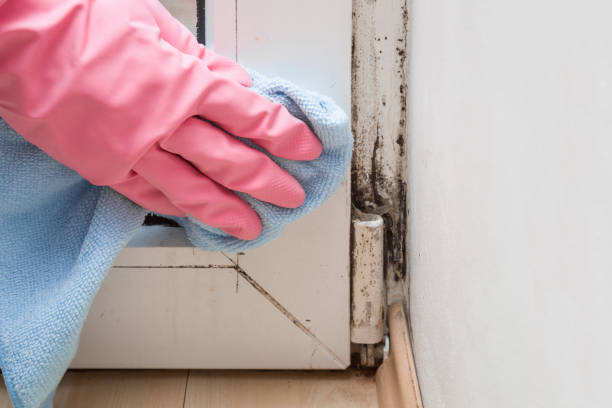 Mold Removal Process in Navajo, NM