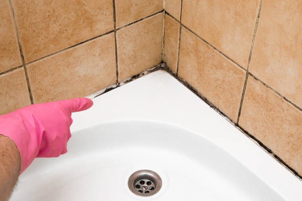 Best Mold Testing and Removal  in Navajo, NM
