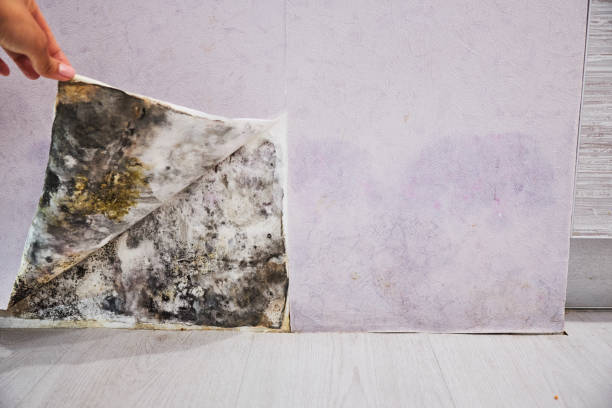Best Best Mold Removal Companies  in Navajo, NM